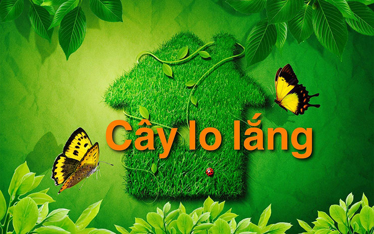 caylonang 750x469ssi